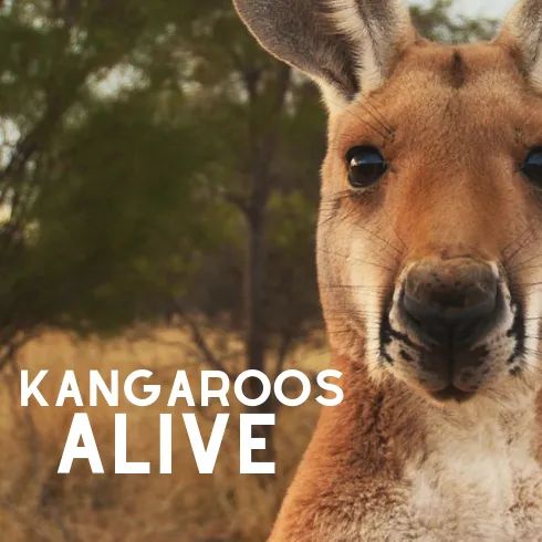 @nationlists @georgievpurcell Not a pest.

Here's some information to help from @kangaroosalive
kangaroosalive.org/about-roos