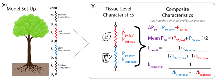 Plant Cell & Environment (@plantcellenvir) on Twitter photo This study reveals variable vulnerability segmentation between stems and leaves. Conventional and reverse patterns observed, impacting conductance.
Implications for plant traits and hydraulic segmentation.
Read more here ⤵️
onlinelibrary.wiley.com/doi/full/10.11… <a href="/wileyplantsci/">Wiley Plant Science</a> #OpenAccess This study reveals variable vulnerability segmentation between stems and leaves. Conventional and reverse patterns observed, impacting conductance.
Implications for plant traits and hydraulic segmentation.
Read more here ⤵️
onlinelibrary.wiley.com/doi/full/10.11… <a href="/wileyplantsci/">Wiley Plant Science</a> #OpenAccess