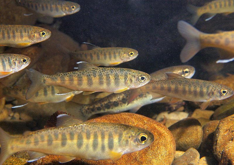 PSPartnership's tweet photo. 6PPD-quinone, the byproduct of a chemical added to tires to keep them from breaking down, is lethal to coho salmon. People and organizations throughout the region are figuring out how to control 6PPD-quinone pollution and remove it from stormwater runoff. https://t.co/qepTz5cmQT https://t.co/tf5EDzg2On