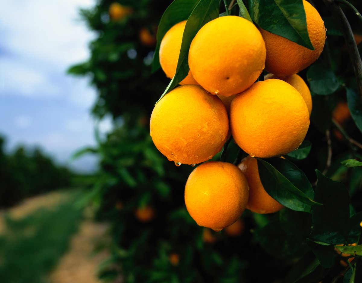Orange you glad it's citrus season! Thanks to the hard work of farmers and #cropprotection products Australia is on track for a bumper citrus season. To find out more about crop protection, what it is and why we need it see our website:  ow.ly/Eur850OCxVI