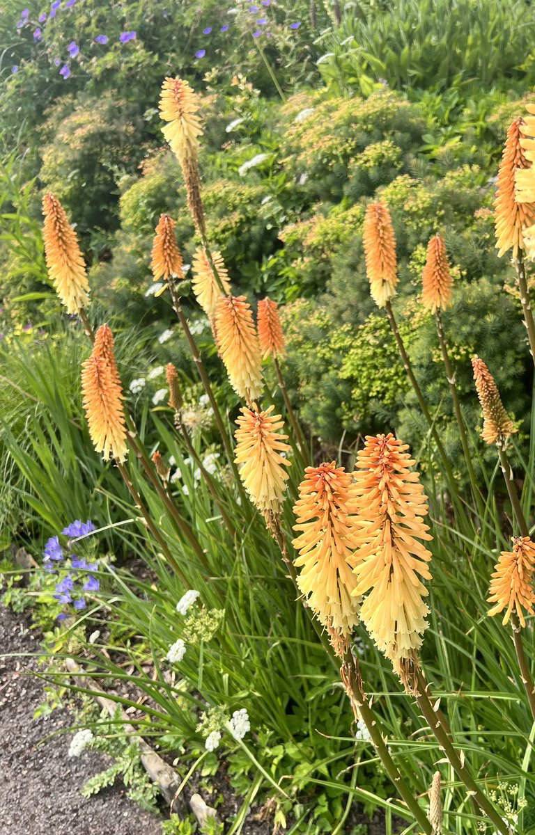 The kniphofias are certainly enjoying this hot weather in the Paradise Walk @bordehillgarden 

#kniphofias #redhotpocker #heatwave #summer #bordehillgarden