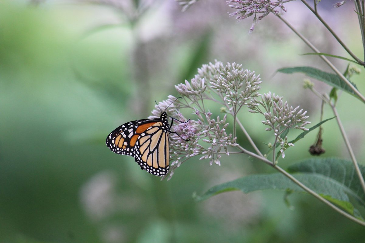 RainGardenUIUC's tweet photo. In honor of National Pollinators Week, here are a few of my favorite visitors that my plants provide food for 🐝🦋 #NationalPollinatorsWeek #Pollinators #RORG
Also, check out these practical tips so you can support pollinators too!
https://t.co/dqhxtB4fmZ https://t.co/ECuvBVW0sV