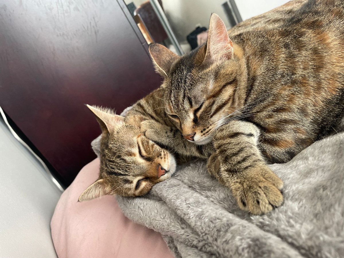 Pablo S. tweet media