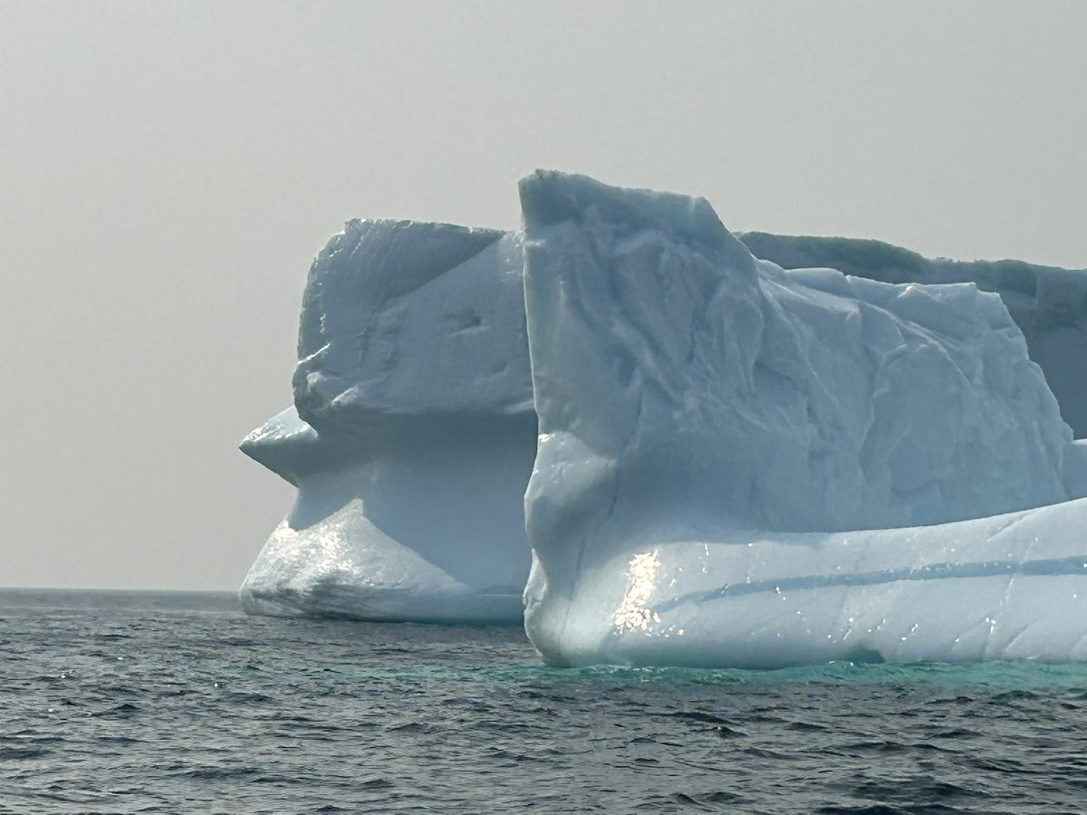 Icebergs, whales, puffins and SUNSHINE made for incredible tours today. #icebergsnl #newfoundlandandlabrador #explorenl #explorecanada🇨🇦 #bonavista #newfoundlandbuzz @cbcnl @ntvnewsnl @natgeo @newfoundlandlabrador