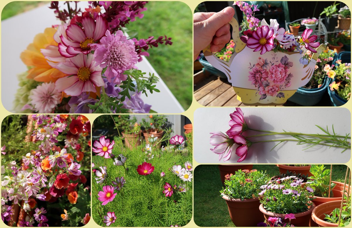 #Flowers in #mygarden I love them🌸🍓🌟💗✨#GardeningTwitter #gardens #summer #flowerphotography #gardening #photographers #whatsinyouvase #homegrown #art