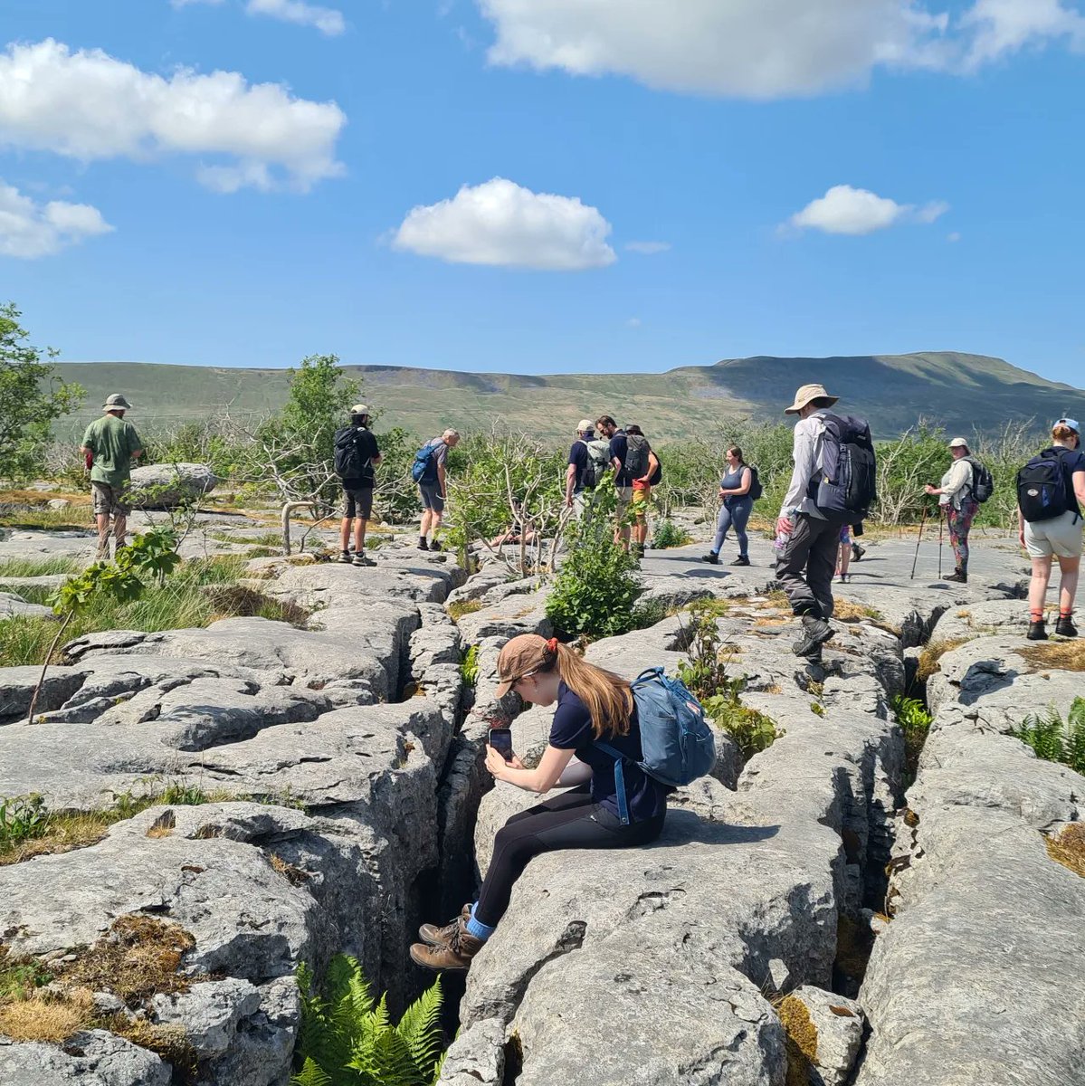 Spent day 22 of #30DaysWild with my herd of nerds, venturing away from our usual peatland habitats and out onto the limestone pavements of Ingleborough.