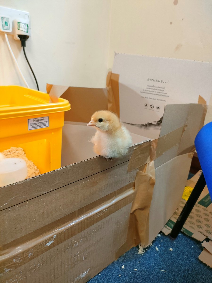 The great escape has been on for our chicks today!! Klee Class spent time this morning trying to create a taller enclosure to keep the little guys contained and safe! We will say farewell to the chicks tomorrow. It's been a real adventure and we will miss them! 🥚🐣🐤🐥