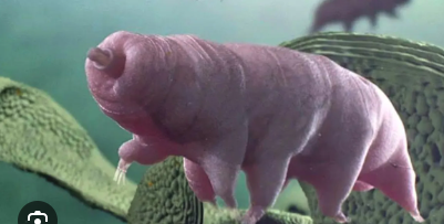 Is it just me or do penises resemble tardigrades (minus all the legs—hopefully🤔) ?