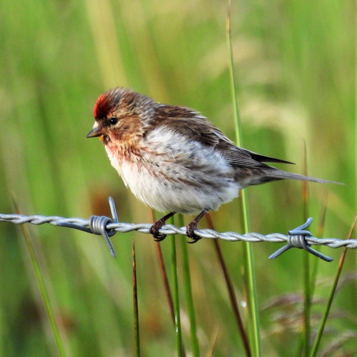 Redpoll - local wildlife, Argyll