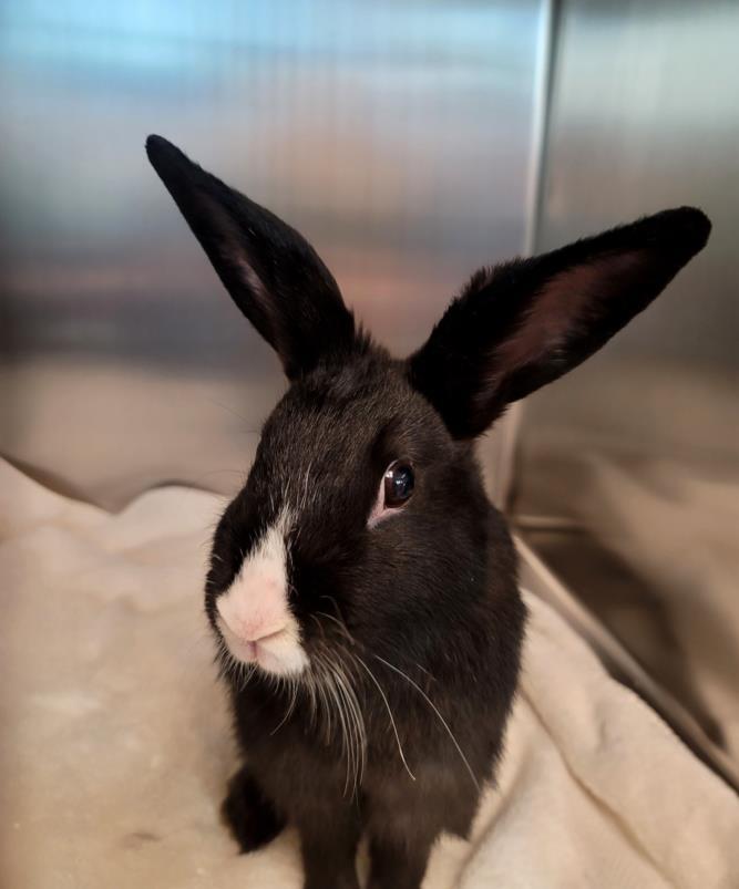 POLLY is an adult bunny rabbit from #Sacramento, CA. petfinder.com/petdetail/6499…