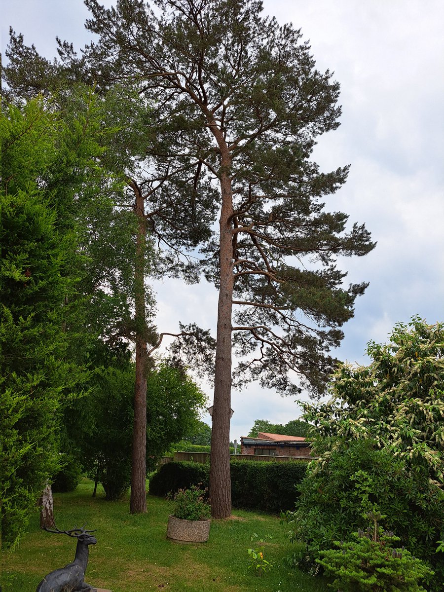 I can remember seeing these treesfoe the first time when I was 7 yrs old . #TreeClub #trees #treesontwitter #NaturePhotography