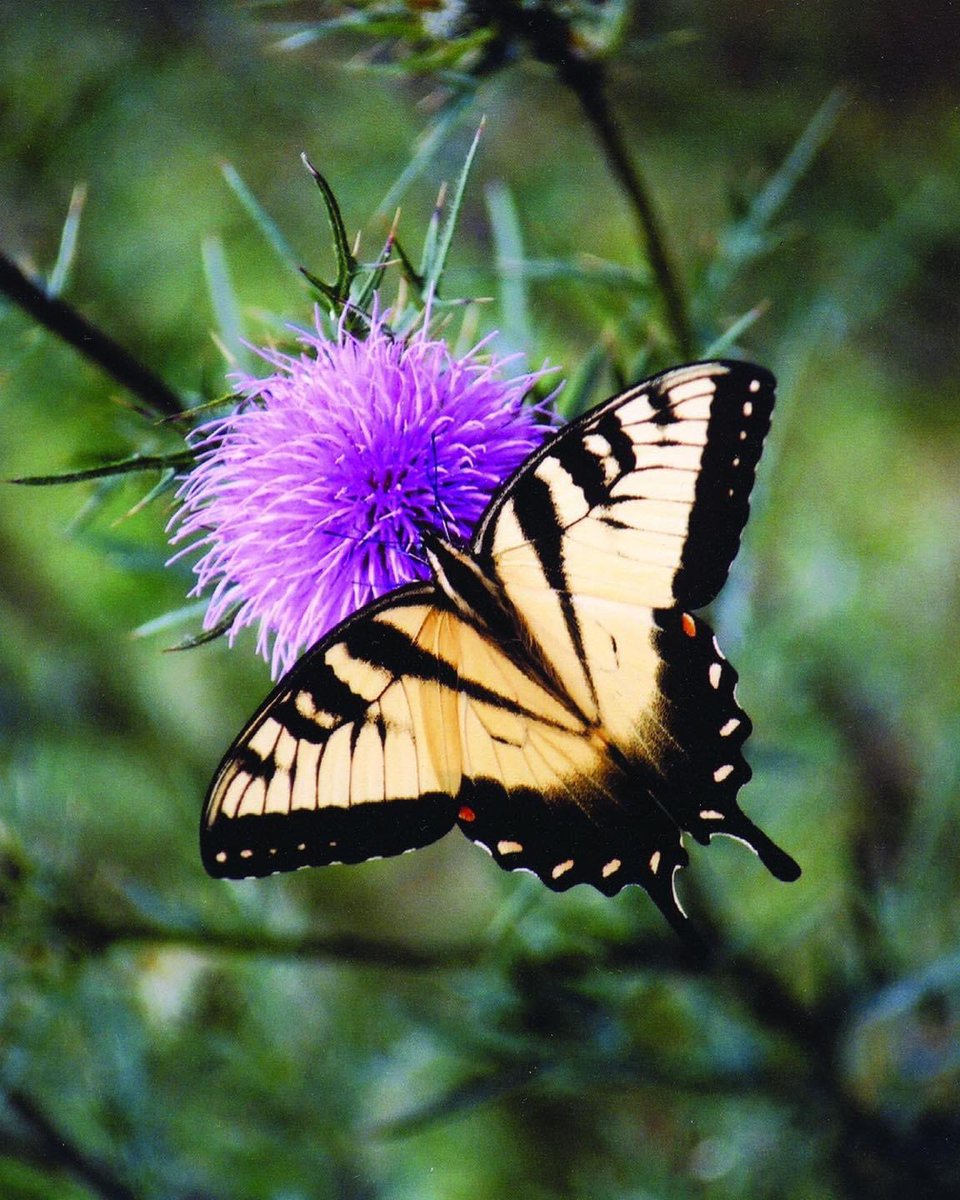 NatlParkService's tweet photo. "Did everything just taste purple for a second?" - Philip J. Fry⁣
⁣
Good news, everyone! #NationalPollinatorWeek is a time to celebrate pollinators and spread the word about what you can do to protect them.

📸: @ShenandoahNPS https://t.co/ElLjlFIo4p