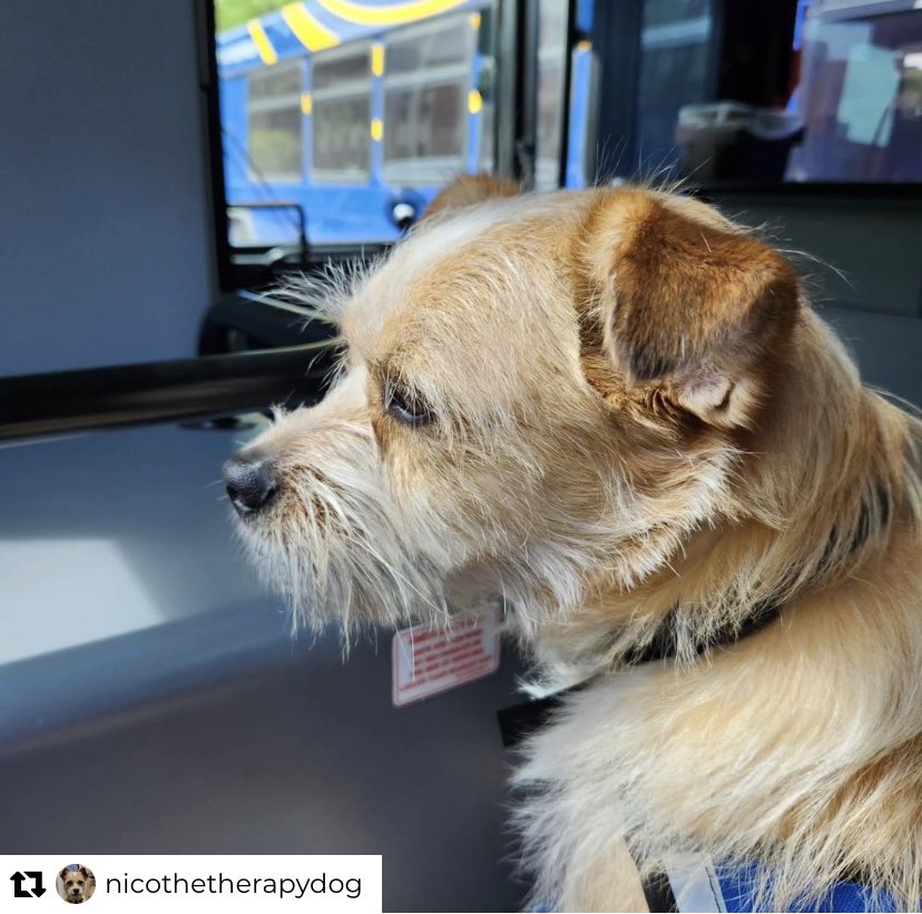 UMichBusDrivers's tweet photo. We had a very special pup with us today practicing his bus riding skills! Nico did a great job &amp; we hope he’ll visit us again soon 🥹

You can find him on Instagram @nicothetherapydog https://t.co/sEfDA5Ba4o