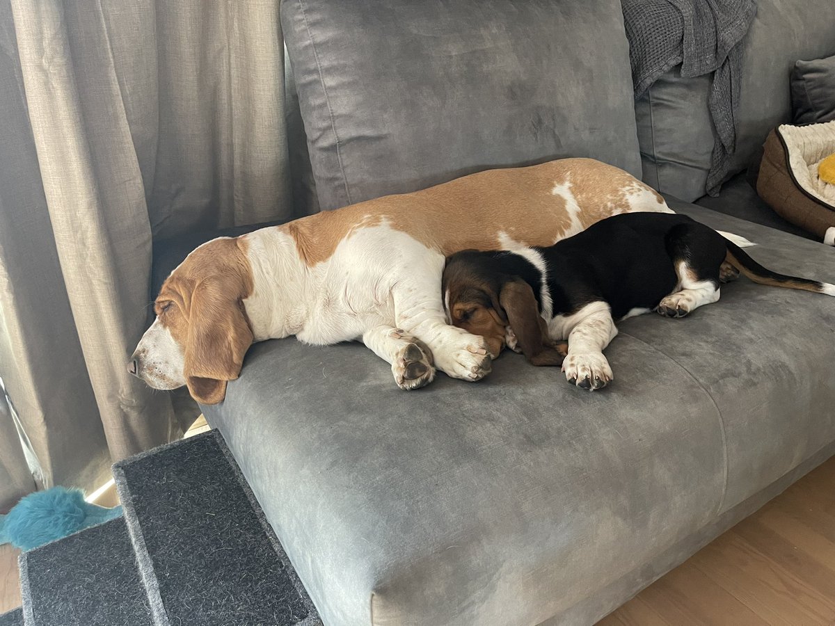 sirtibblesdog's tweet image. #ThrowbackThursday to the first time me &amp;amp; Walter napped together. He continues to get in my personal space! 😂🐶❤️🐾 
-Sir Tibbles 

#BassetHoundMoments #WeRateDogs #DogsofTwitter