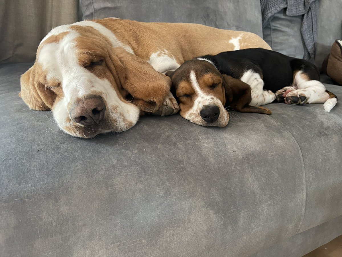 sirtibblesdog's tweet image. #ThrowbackThursday to the first time me &amp;amp; Walter napped together. He continues to get in my personal space! 😂🐶❤️🐾 
-Sir Tibbles 

#BassetHoundMoments #WeRateDogs #DogsofTwitter