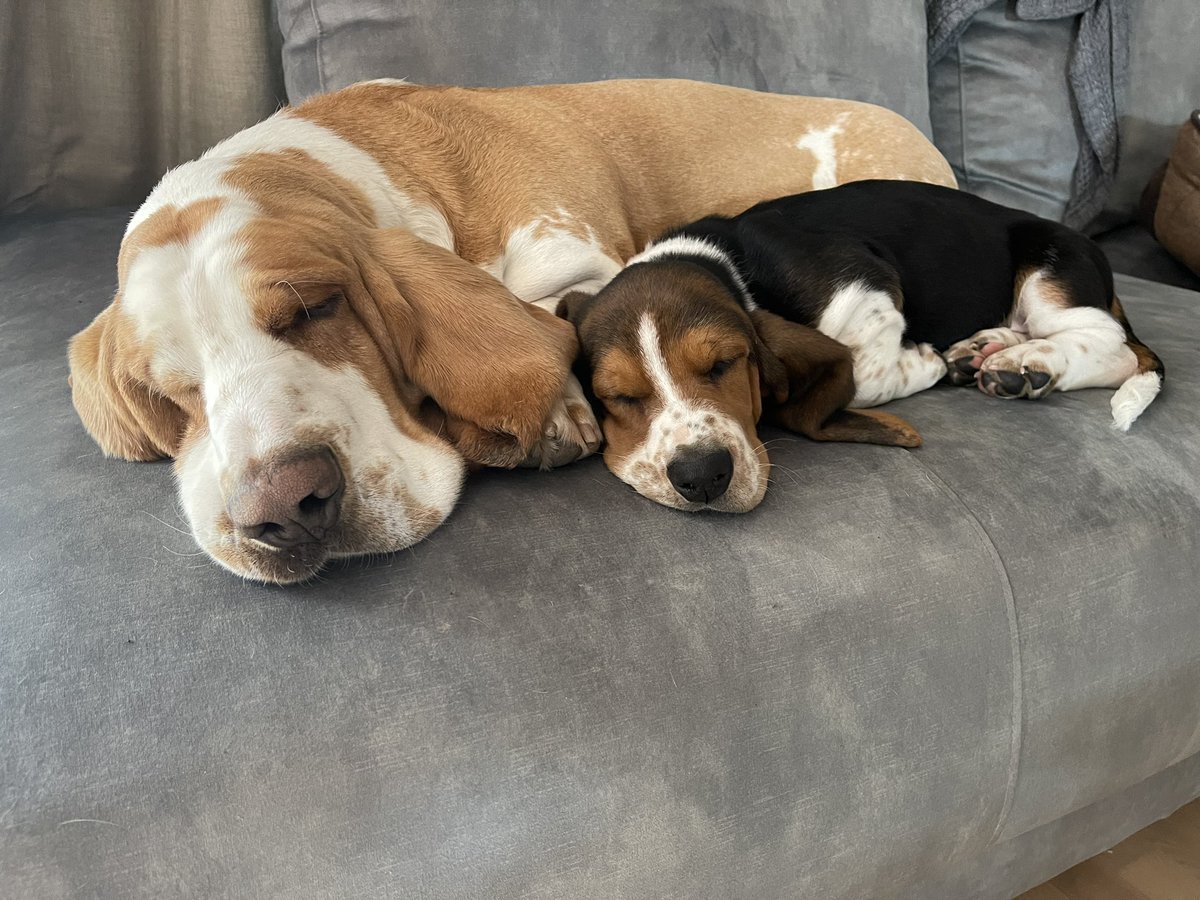 sirtibblesdog's tweet image. #ThrowbackThursday to the first time me &amp;amp; Walter napped together. He continues to get in my personal space! 😂🐶❤️🐾 
-Sir Tibbles 

#BassetHoundMoments #WeRateDogs #DogsofTwitter