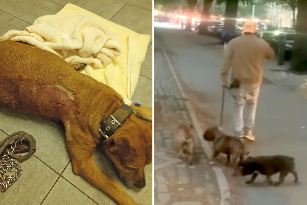 New York Post on Twitter "Central Park dog stabbing may have been an