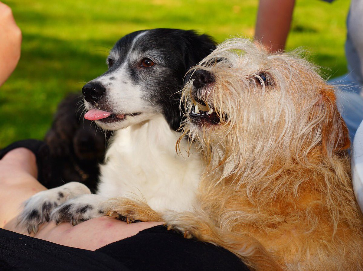 Grove Park Carnival (@gpcarnival) on Twitter photo #GrovePark Carnival & #ChinbrookDogShow needs your help! We’re a #volunteer run community event raising funds for <a href="/LONSARDOGS/">LONDON Search & Rescue Dog Unit</a> - can you spare an hour or two on Sunday 3rd September to make the event the best it can be? Sign up here: tinyurl.com/GPCarnivalVolu… #Lewisham #SELondon #GrovePark Carnival & #ChinbrookDogShow needs your help! We’re a #volunteer run community event raising funds for <a href="/LONSARDOGS/">LONDON Search & Rescue Dog Unit</a> - can you spare an hour or two on Sunday 3rd September to make the event the best it can be? Sign up here: tinyurl.com/GPCarnivalVolu… #Lewisham #SELondon