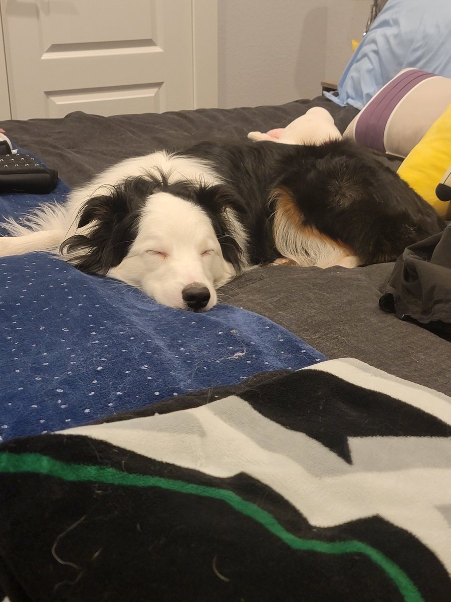 My baby Belmont is behaving weird,clearly sick and with no energy. I've never been more stressed. Good vibes and love are welcome. I love him more than I have words and seeing him in pain is killing me. 

#AustralianShepherd