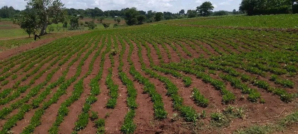 DenuAman's tweet photo. This year, Louz or Ocholoney has been sown on over 6000 hectares of land in Buno Bedele district. https://t.co/Io9wELjaom