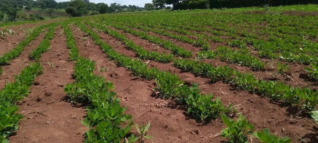 DenuAman's tweet photo. This year, Louz or Ocholoney has been sown on over 6000 hectares of land in Buno Bedele district. https://t.co/Io9wELjaom