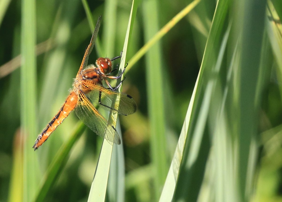 Well! I went back to my 'dragonfly patch' again in search of a male Lesser Emperor (more of that later!) & saw lots of other species. Here are some species in sets. 4th is a female Scarce Chaser in v.good condition!
Enjoy!
@Natures_Voice @NatureUK @BDSdragonflies @Britnatureguide