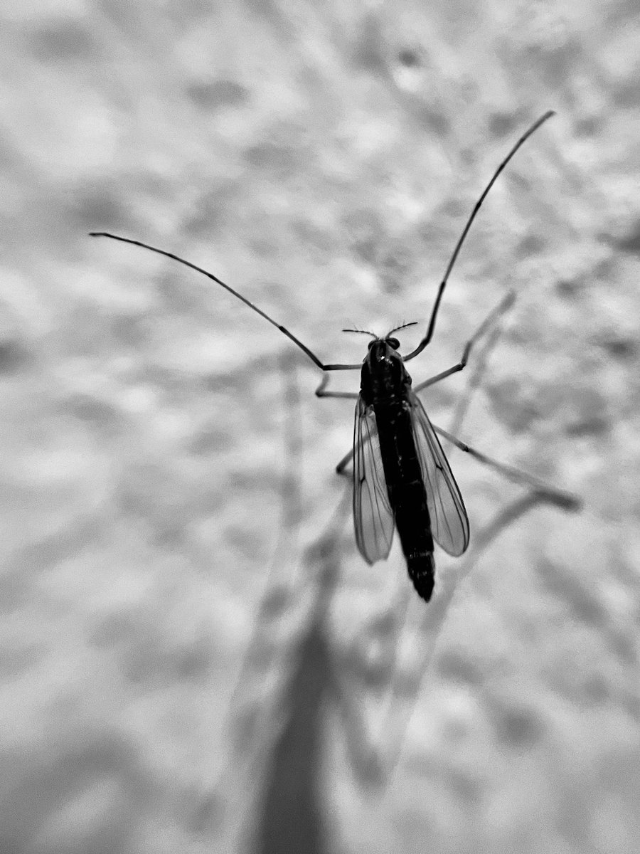 RichMonochrome's tweet photo. Fred #bug #closeup #notmybest #blackandwhite #monochrome https://t.co/UyNHreldVR
