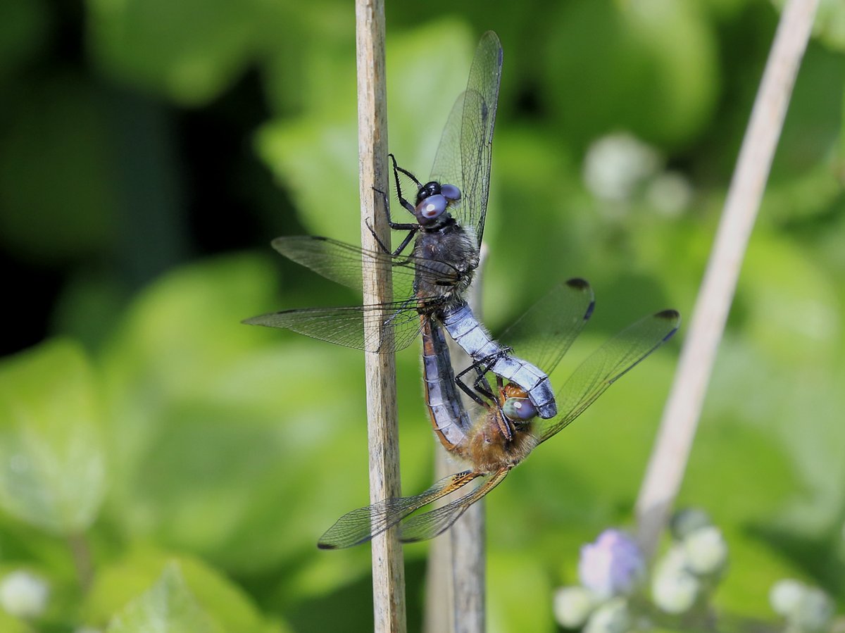 Well! I went back to my 'dragonfly patch' again in search of a male Lesser Emperor (more of that later!) and saw lots of other species. Here are some species in sets. 6th is a mating pair of Scarce Chasers.
Enjoy!
@Natures_Voice @NatureUK @BDSdragonflies @Britnatureguide