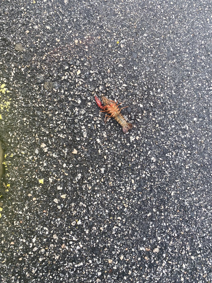 HELP WHY IS THERE A CRAWFISH IN THE PARKING LOT OF MY JOB 😭😭😭