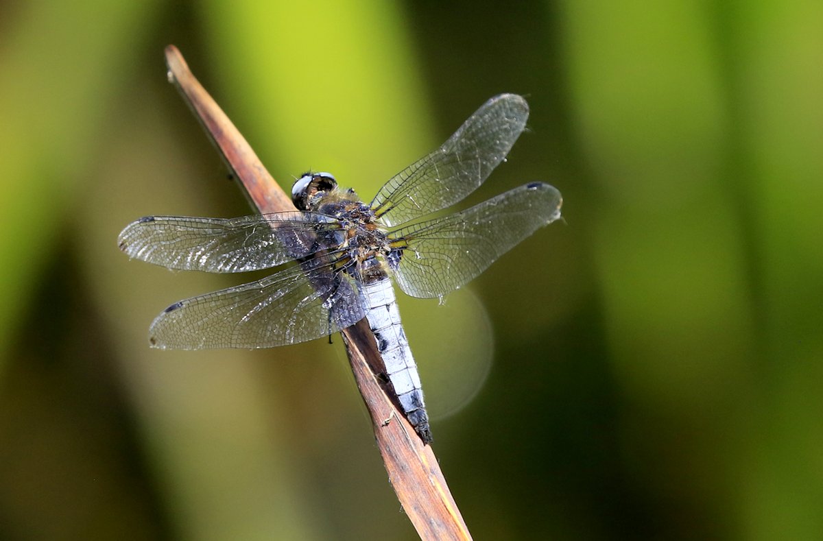 Well! I went back to my 'dragonfly patch' again in search of a male Lesser Emperor (more of that later!) and saw lots of other species. Here are some species in sets. 5th is a male Scarce Chaser looking tatty now!
Enjoy!
@Natures_Voice @NatureUK @BDSdragonflies @Britnatureguide