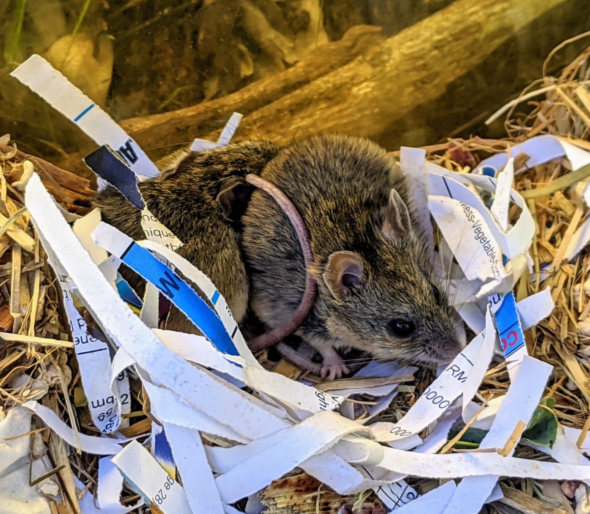 Kiarrah Smith🐁 (@kiarrahsmith) on Twitter photo Analyzing captive breeding outcomes to inform reintroduction practice: lessons from the #pookila. New paper online! <a href="/MFGO_Exp/">MFGO Woodland Exp</a> @ANUFennerSchool <a href="/EcolSocAus/">Ecological Society of Australia</a> <a href="/AustralianWild2/">Australian Wildlife Society</a>
academic.oup.com/jmammal/articl… Analyzing captive breeding outcomes to inform reintroduction practice: lessons from the #pookila. New paper online! <a href="/MFGO_Exp/">MFGO Woodland Exp</a> @ANUFennerSchool <a href="/EcolSocAus/">Ecological Society of Australia</a> <a href="/AustralianWild2/">Australian Wildlife Society</a>
academic.oup.com/jmammal/articl…