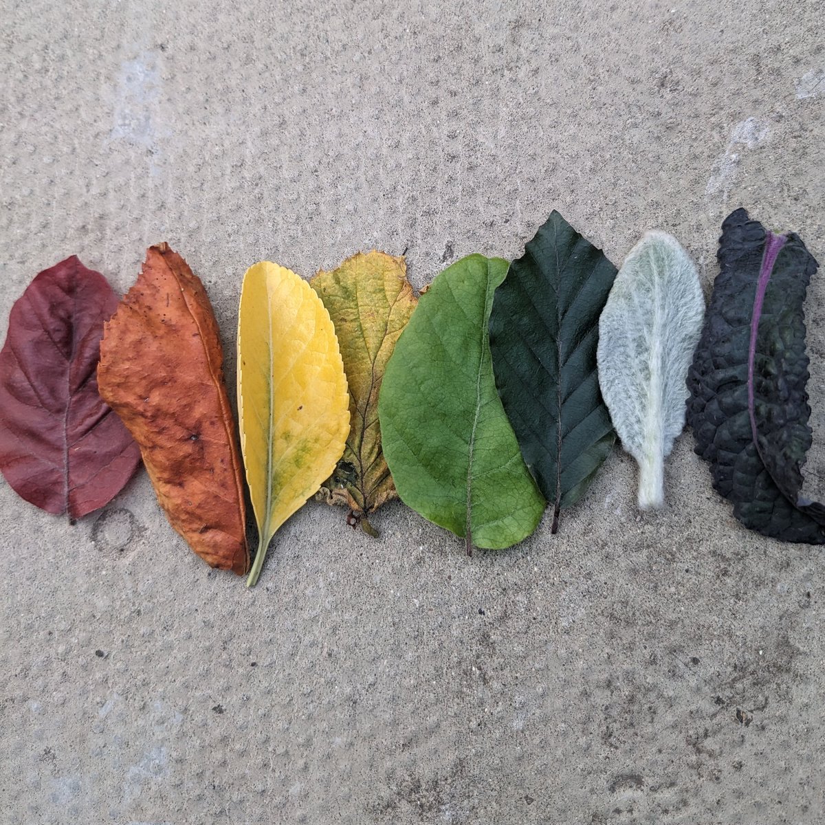 Today I collected some leaves on my walk back from the tube #ArrangingRainbows