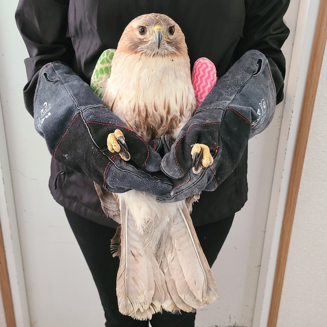 Salthaven Wildlife tweet media