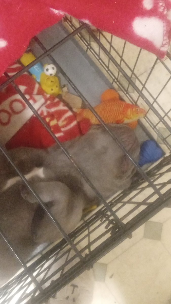 suemarskell's tweet image. The baby has crashed out  no.nappy needed  just toys #frenc