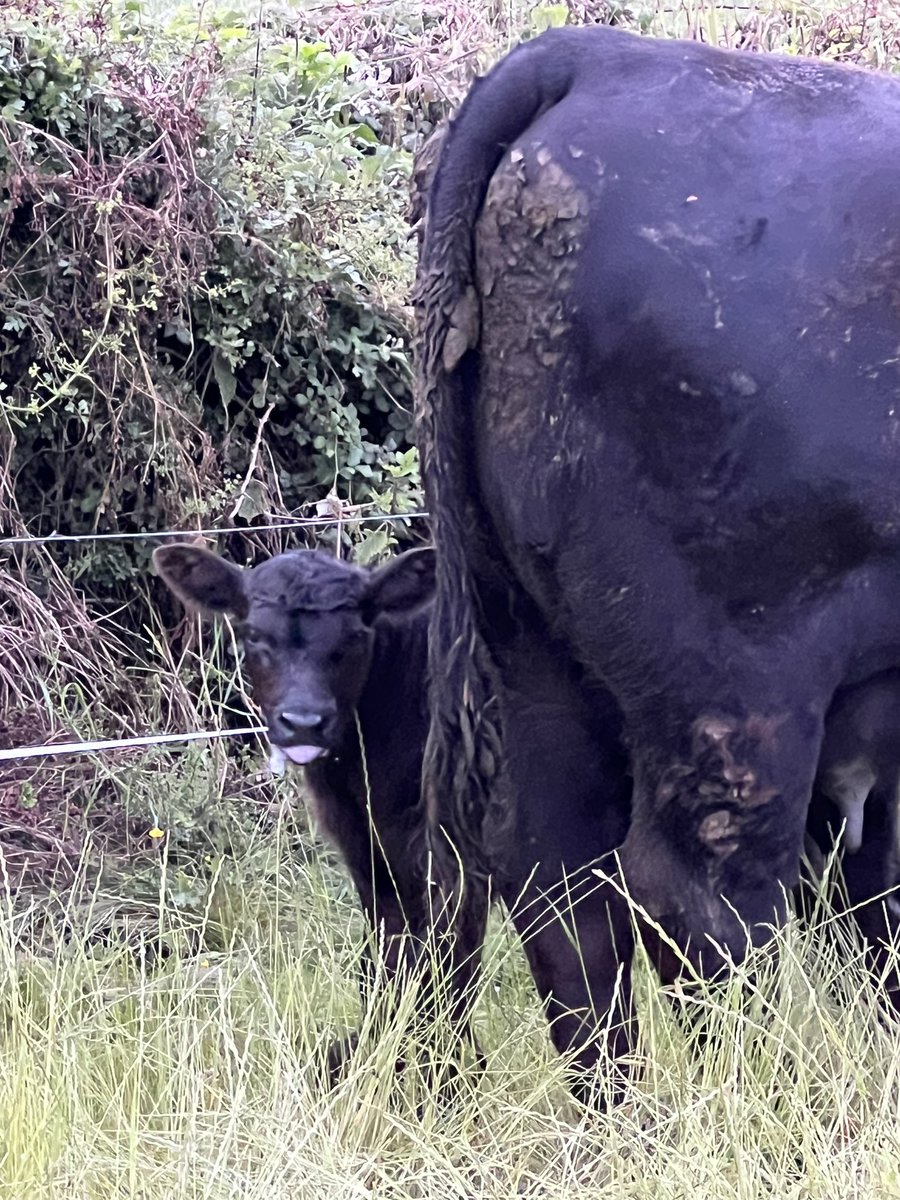 Fortwilliam Hyacinth. 48hrs old. A little cutie, but nearly cooked herself lying out in the sun today. tough weather on young stock. #angus #sucklers