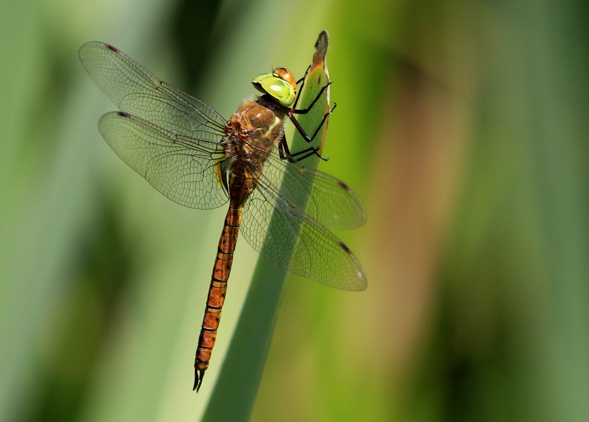 Well! I went back to my 'dragonfly patch' again in search of a male Lesser Emperor (more of that later!) and saw lots of other species. Here is yet another pic of the rare Norfolk Hawker with it's apple green eyes!
Enjoy!
@Natures_Voice @NatureUK @BDSdragonflies @Britnatureguide