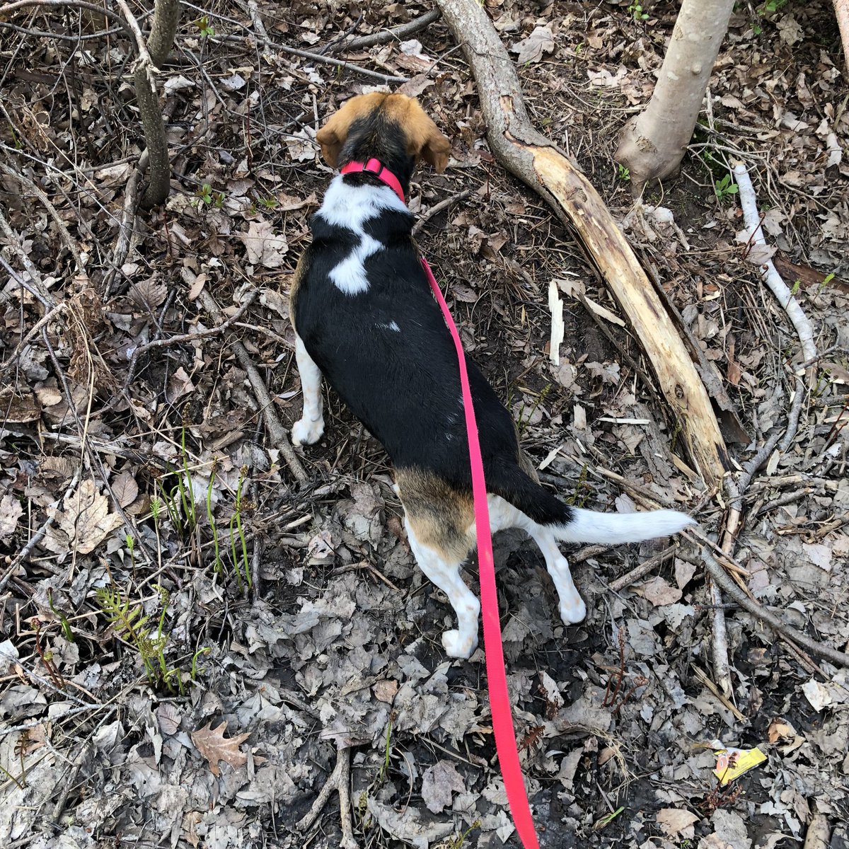 @beaglefacts @rescuedogdexter Yes!  Beagles can pull on the leash when they want to investigate something!  ❤️