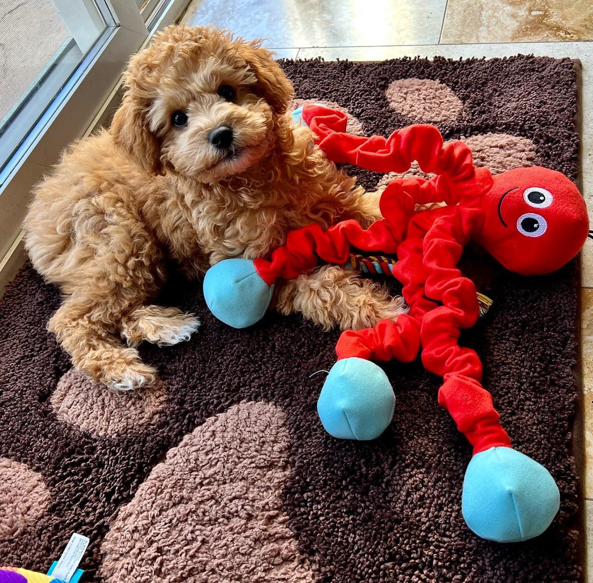 Who is ready for a game of tug of war? 💪

📷 peachy_the_maltipoo

#maltipoo #puppy #maltese #poodle #tugofwar #snugglepuppy #tendertuffs #dogtoys