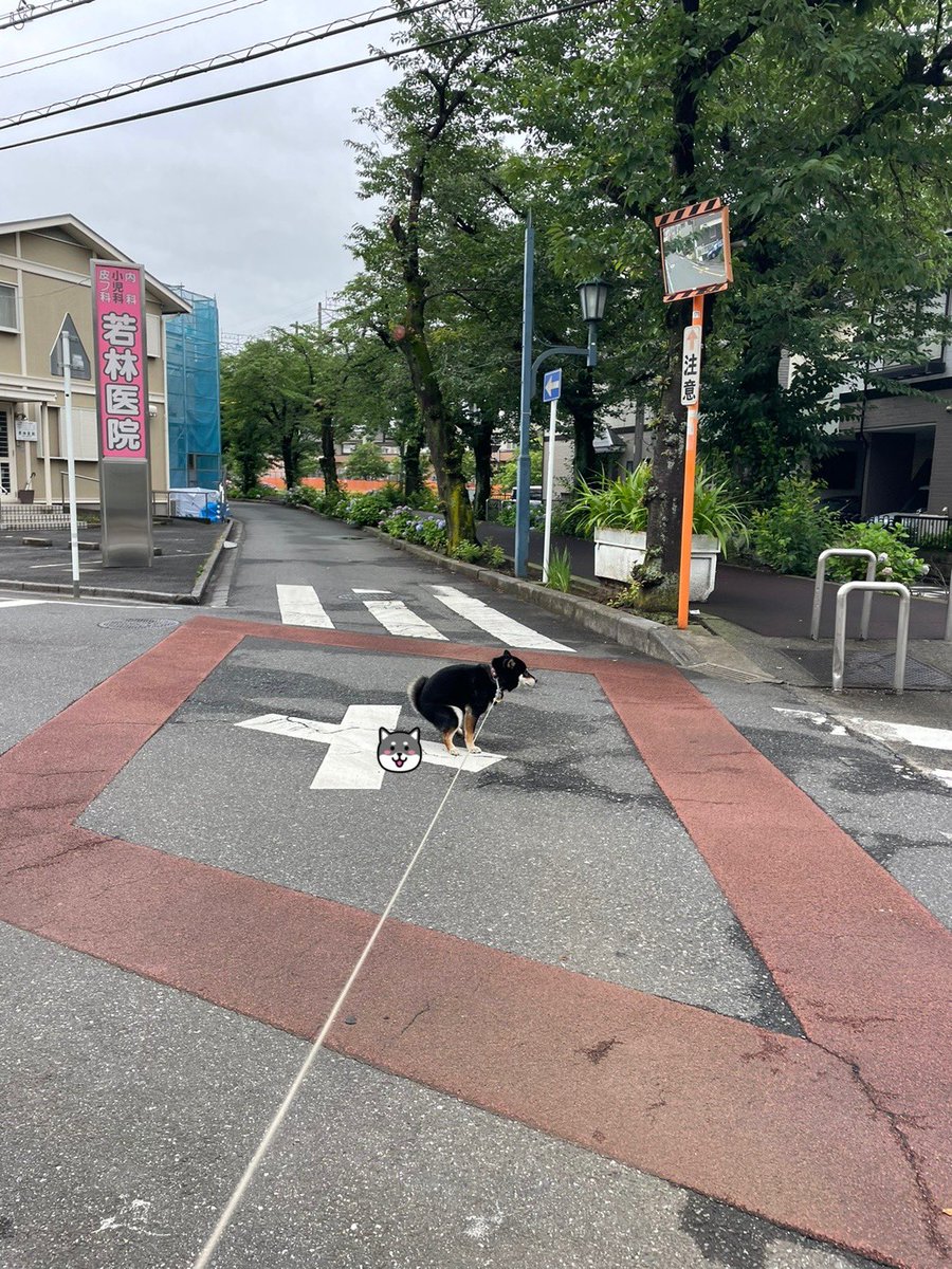 ハチ〜
道路のその❌は💩する場所の印じゃないよー🤣🤣🤭🤭
まさかウケ狙ってるんじゃないよね⁉️😆

#柴犬のいる暮らし ＃柴犬 #shibainu ＃犬のいる幸せ #黒柴 #柴犬のいる幸せ #柴犬を崇めよ #犬好きさんと繋がりたい