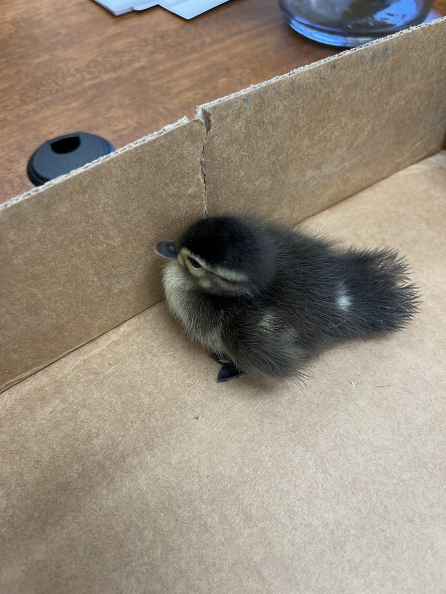 Rescued a lost duckling today, we named it Hot Fuzz. (It went to a local small farm where the owner is experienced in this sort of thing)