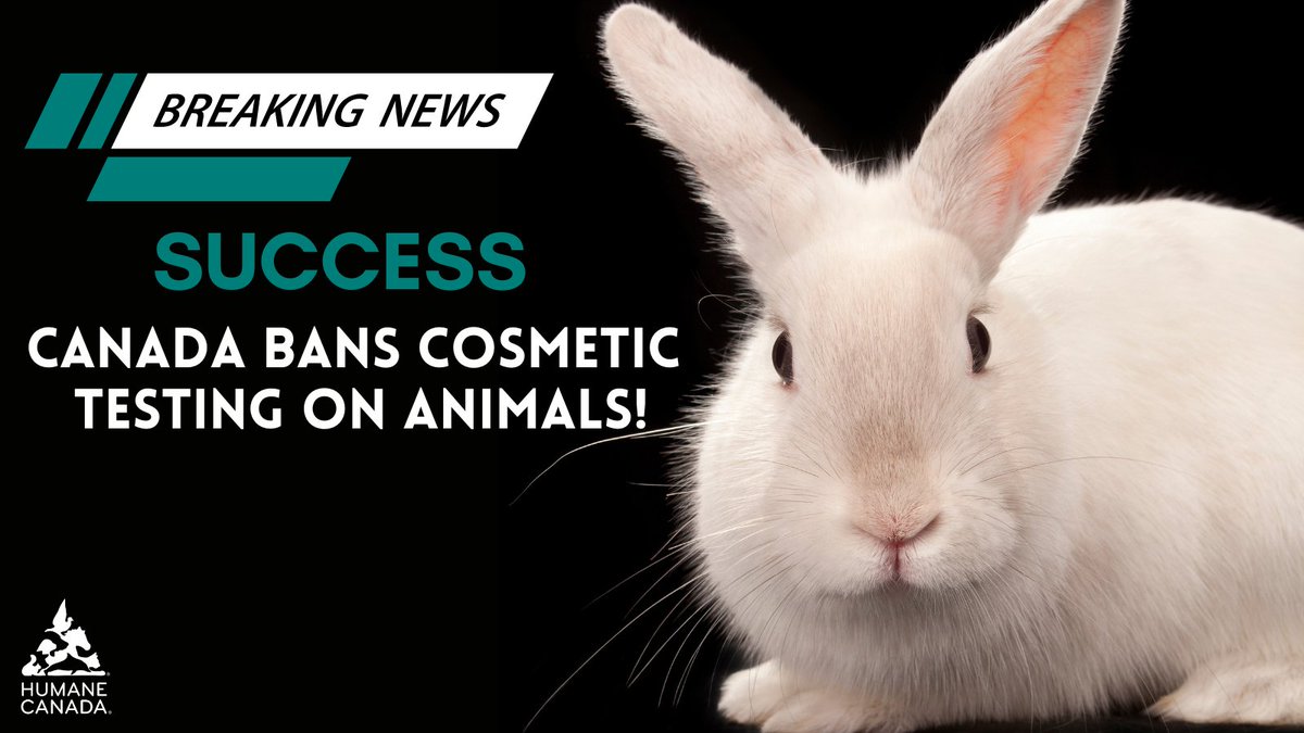 Bill C-47 passed the Senate today, which will end cosmetic animal testing! Along with Bill S-5, Canada is on a path to end the pain and suffering associated with animal testing. This moment demonstrates the impact of our collective efforts and your support for animal welfare!