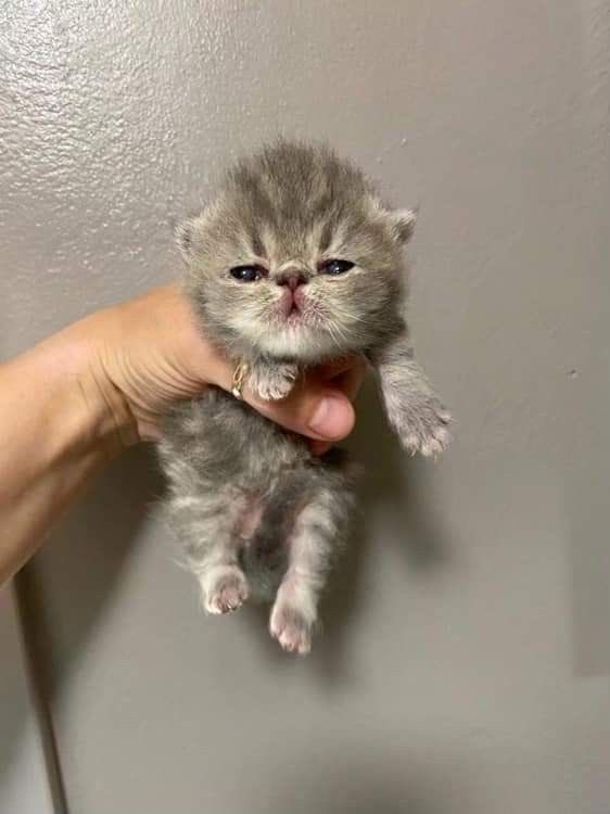 i am 124210382 pounds
#humtwt