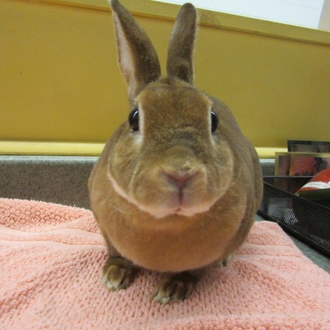 Toffee is an adult Rex from #Newport, PA. petfinder.com/petdetail/6378…