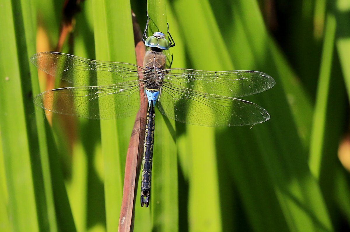 Now for the prizes of the day! I searched for a male Lesser Emperor and after hours of looking, this beauty landed in front of me!
Enjoy!
@Natures_Voice @NatureUK @BDSdragonflies @Britnatureguide