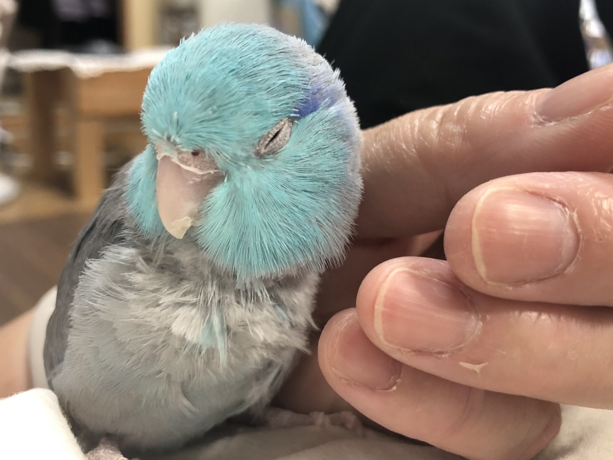 品質一番の MH様6【1244】狐乗せ龍亀 マニカラン インテリア・住まい