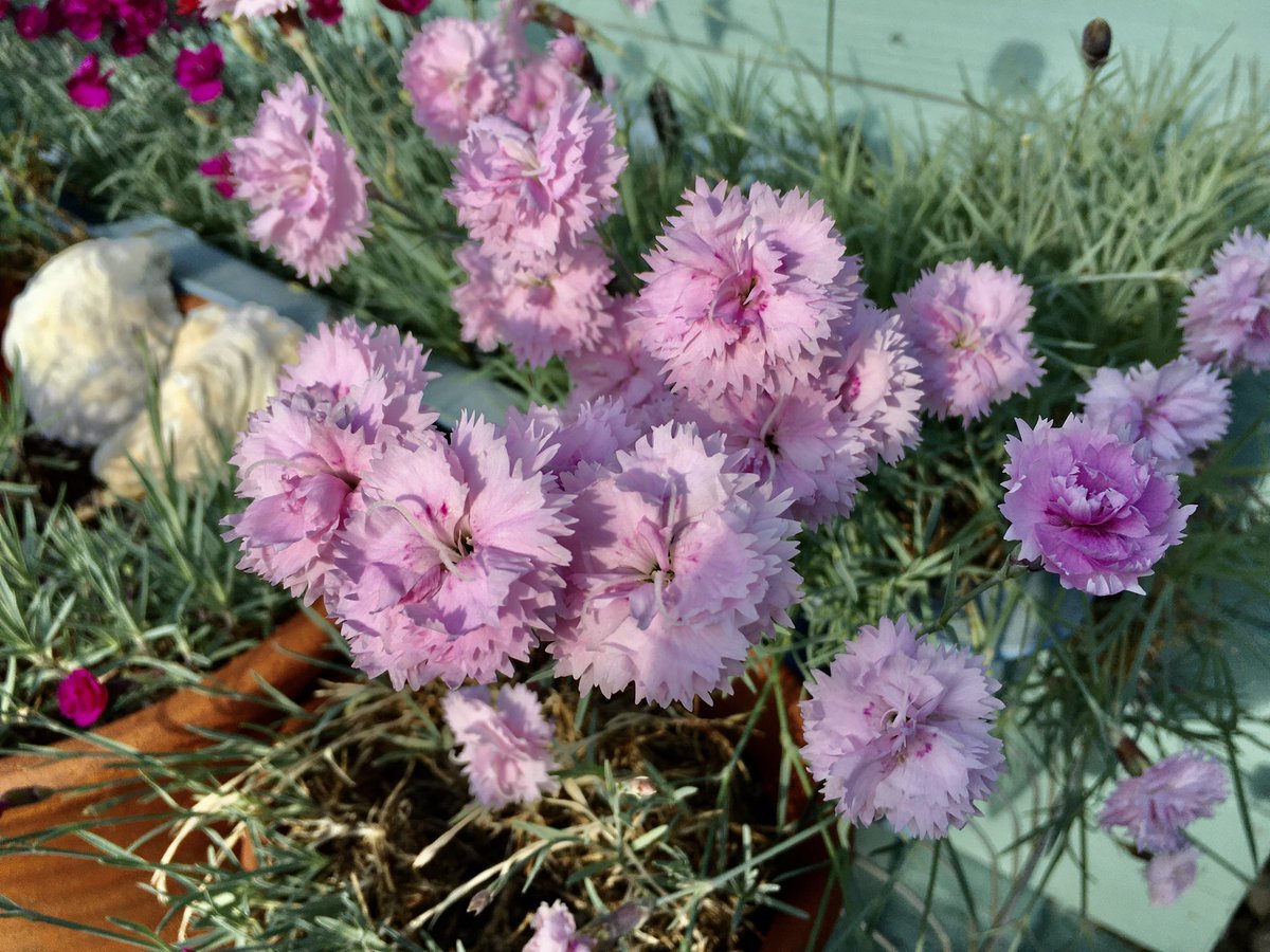 The wonderfully clove-scented Dianthus, ‘Pike’s Pink’…