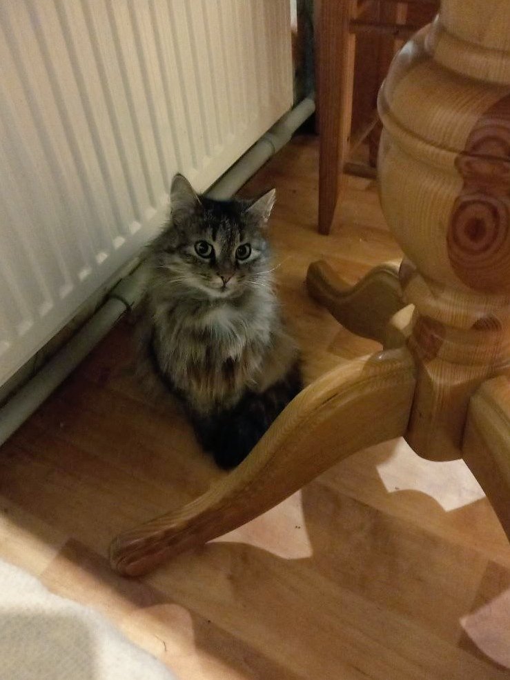 MykolaVolunteer's tweet image. Are there any cat lovers among us? 🙃
Meet Tsiri.👋 She&apos;s a cat with character.
Fast, agile, wild, and beautiful.😏
A true Ukrainian cat.  💛💙

#Fellas #NAFO #Ukraine #Cat