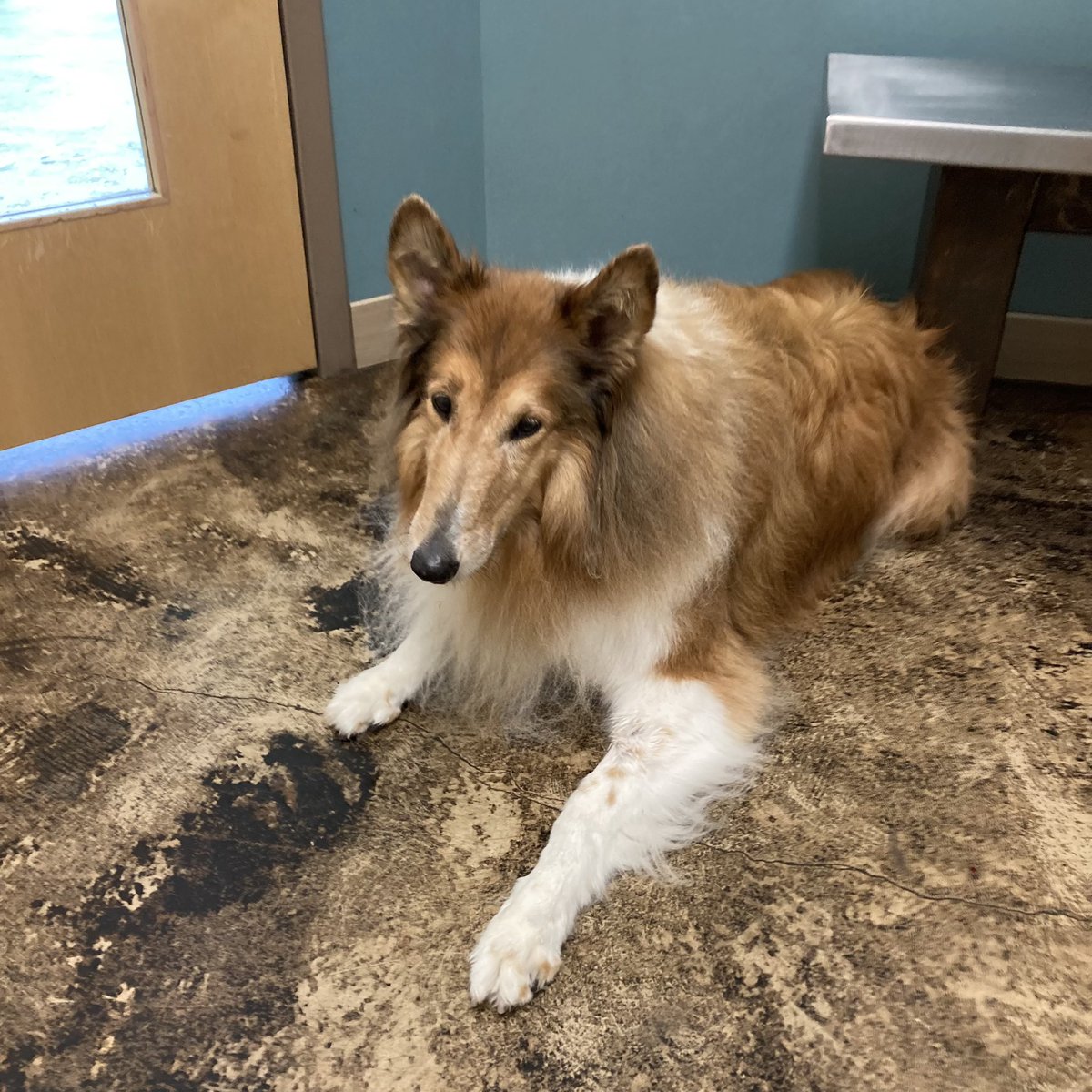 Another day, another trip to the #vetclinic. I’m doing better walking but had some 😟 new symptoms so went back for blood work and starting antibiotics as a precaution. Good news is I’m getting lots of peanut butter with all these medications. 

#seniordog #roughcollie #vetvisit