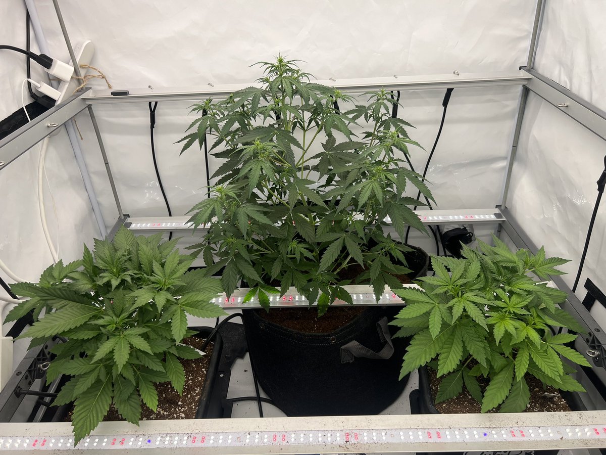 Walk inside and open the tent to check the girls. Big girl needs a drink but they all looking good. #CannaLand #Growmies #GrowYourOwn #GreenLeopard #OnlyPlants #StonerFam #CannabisCommunity #CannabisCultivation
#TeamNice
#CannabisCulture