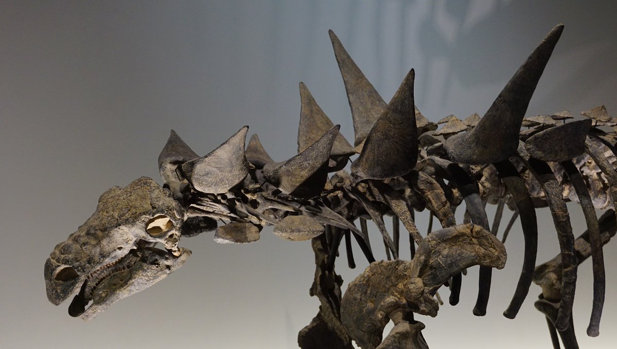 アニマンタルクス
#恐竜博2023
#国立科学博物館 
#金曜日だから化石貼る